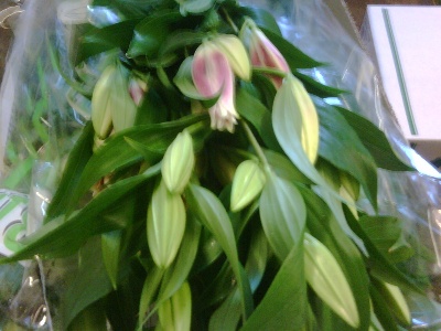 oriental pink lilies